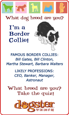 What dog breed are you? I'm a Border Collie! Find out at Dogster.com