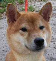 rescuedshibagirl1.jpg