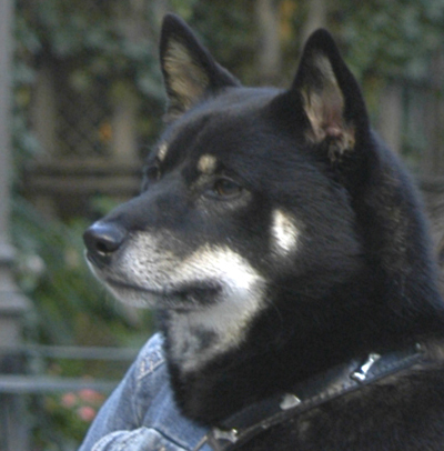 snickthedog.jpg